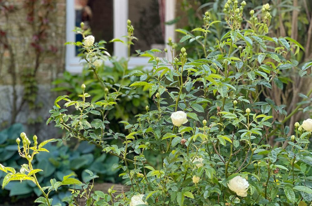 karakterpand-uit-de-late-jaren-20-met-zongerichte-tuinpatio-s-en-authentiek-achterhuis-onbetaalbaar-uitzicht-op-een-historische-kloostertuin008.jpg
